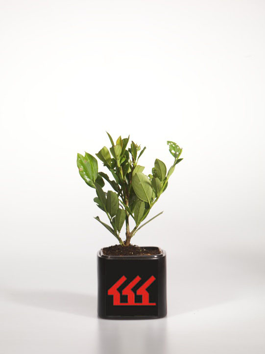 Лавровишня Лікарська Лавровишня Лікарська