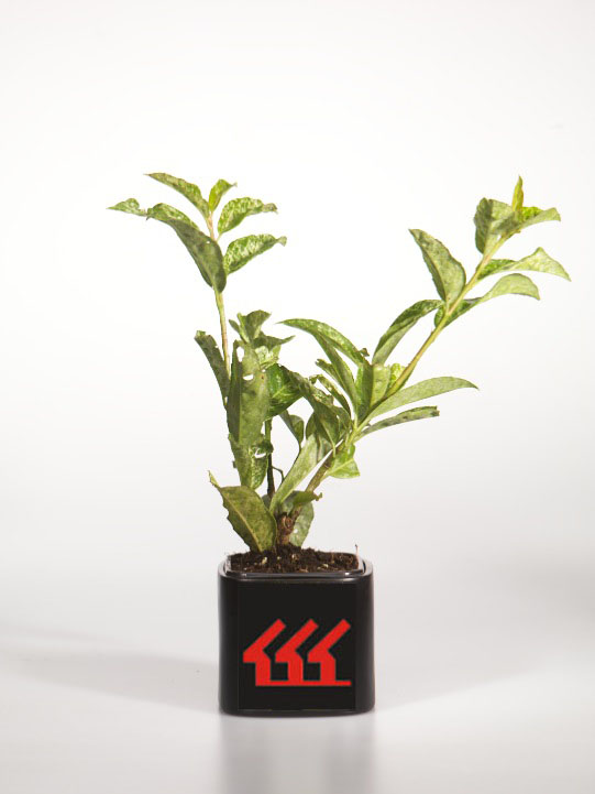 Лавровишня Лікарська Лавровишня Лікарська