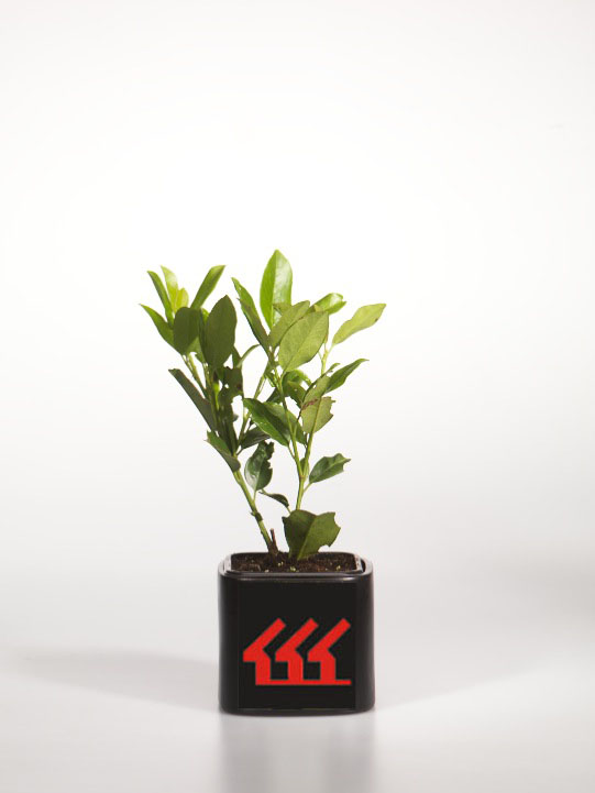 Лавровишня Лікарська Лавровишня Лікарська