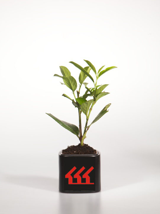 Лавровишня Лікарська Лавровишня Лікарська