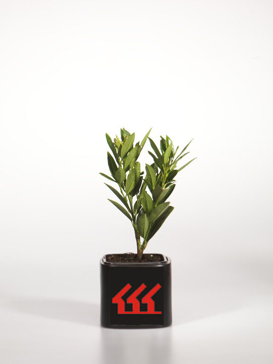 Лавровишня Лікарська Лавровишня Лікарська