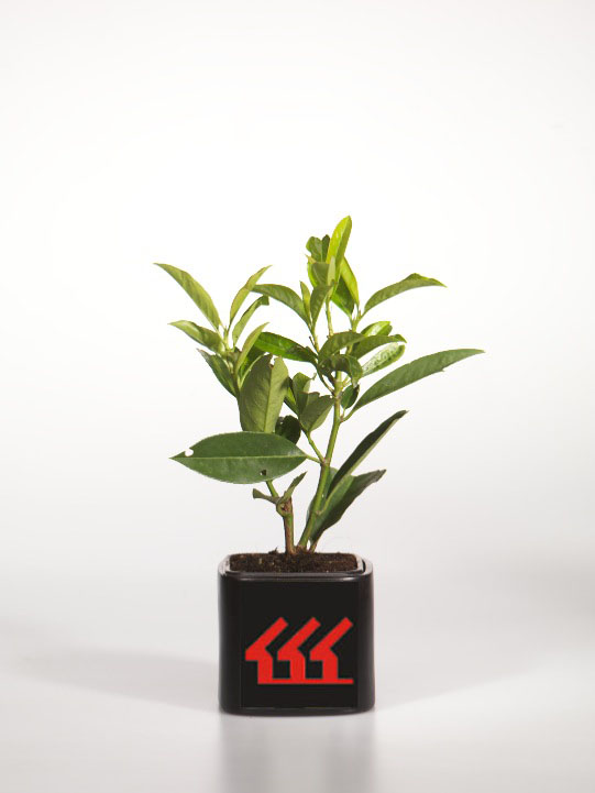 Лавровишня Лікарська Лавровишня Лікарська