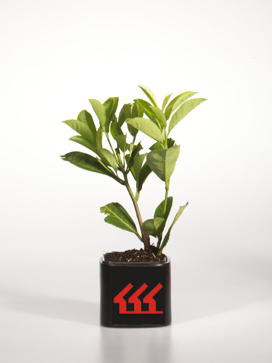 Лавровишня Лікарська Лавровишня Лікарська