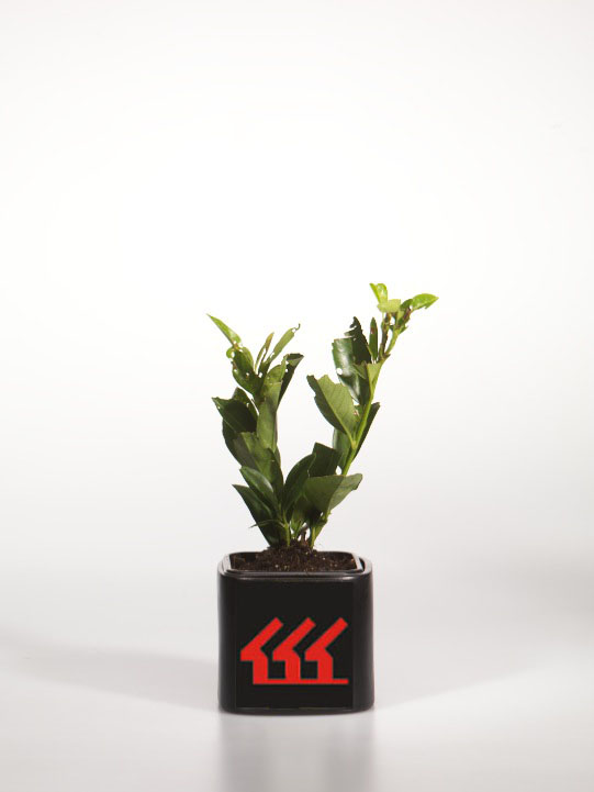 Лавровишня Лікарська Лавровишня Лікарська