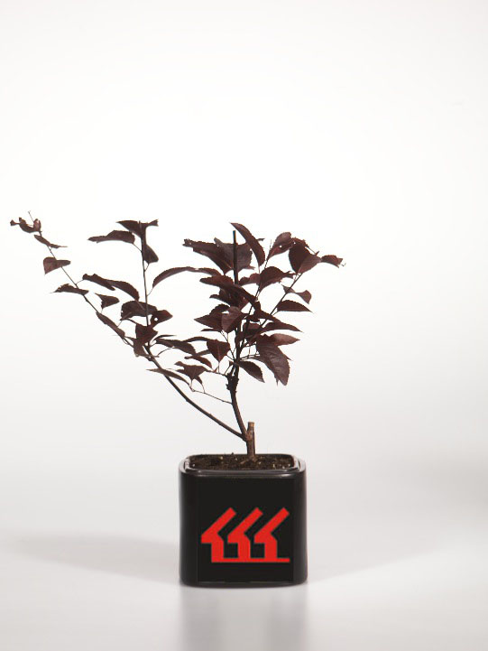 Лавровишня Лікарська Лавровишня Лікарська