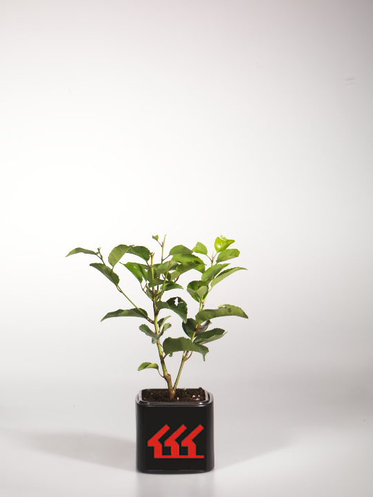 Лавровишня Лузитанська Лавровишня Лузитанська