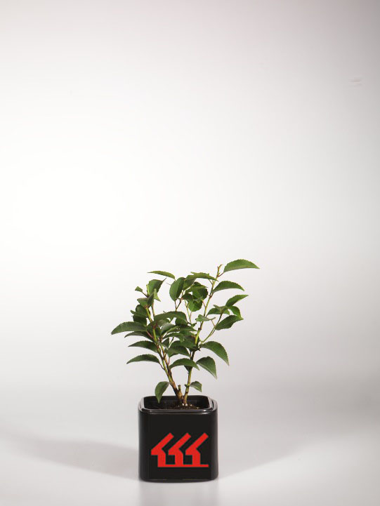 Лавровишня Лузитанська Лавровишня Лузитанська