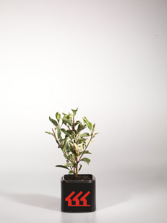 Лавровишня Лузитанська Лавровишня Лузитанська