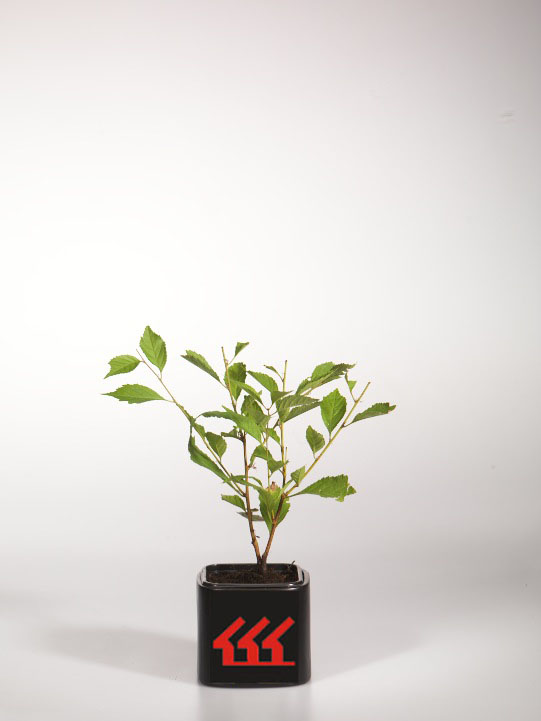 Слива Трехлопастна Слива Трехлопастна