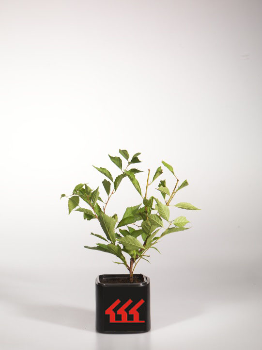 Слива Трехлопастна Слива Трехлопастна