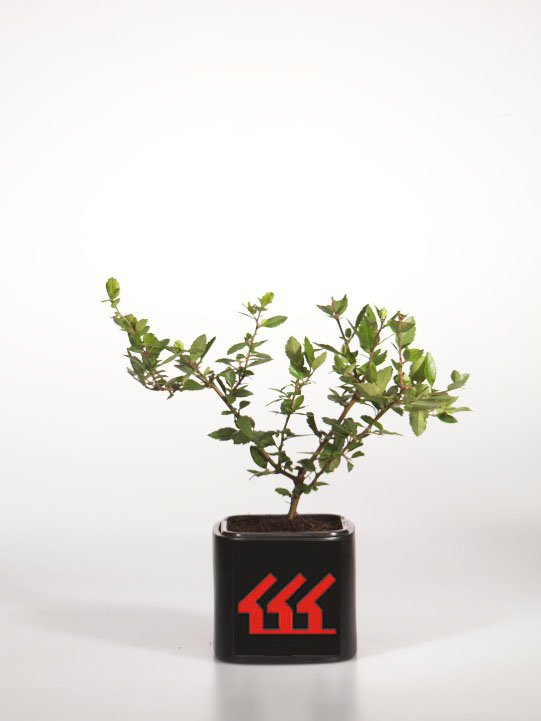 Піраканта червона Піраканта червона