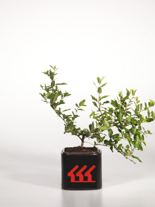 Піраканта червона Піраканта червона