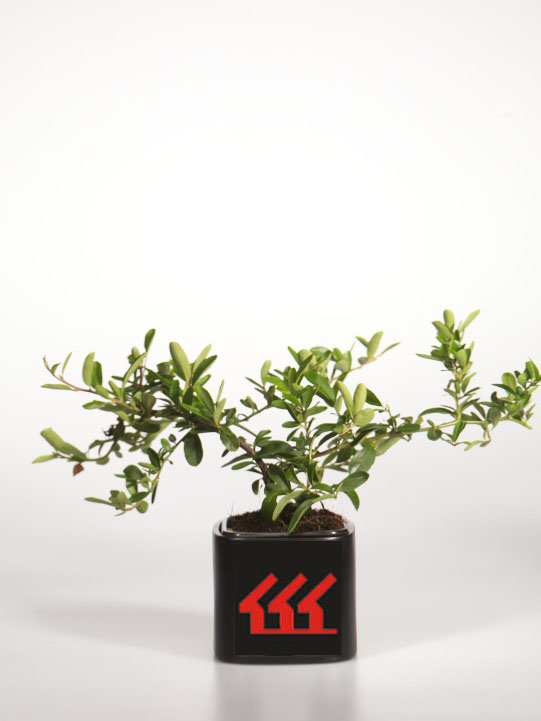 Піраканта Піраканта