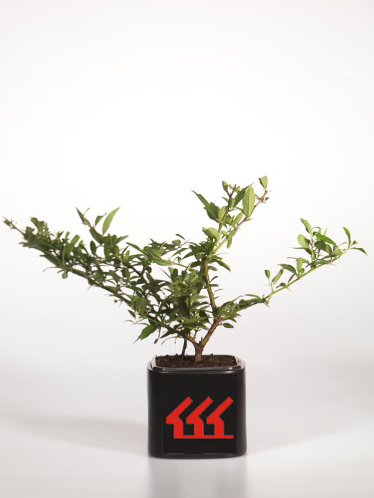 Піраканта Піраканта