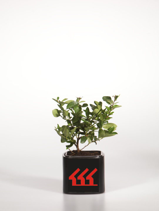 Піраканта Піраканта