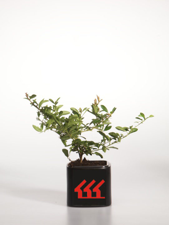 Піраканта Піраканта