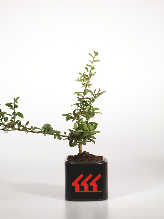 Піраканта Піраканта