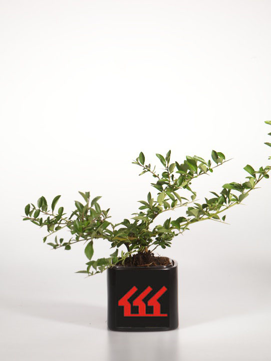 Піраканта Піраканта