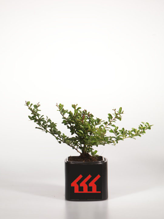 Піраканта Піраканта