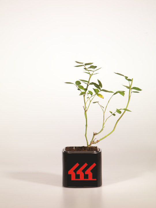 Троянда Троянда