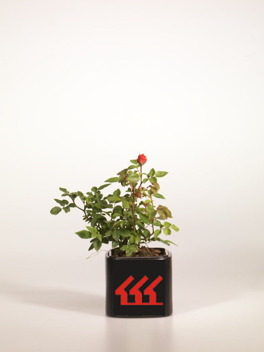 Троянда Rosa"Long Red" Троянда Rosa"Long Red"