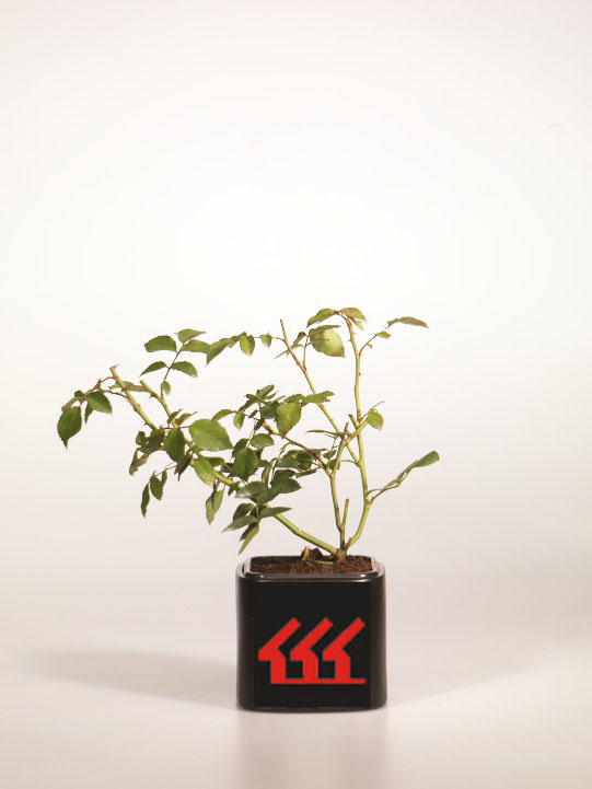 Троянда Троянда