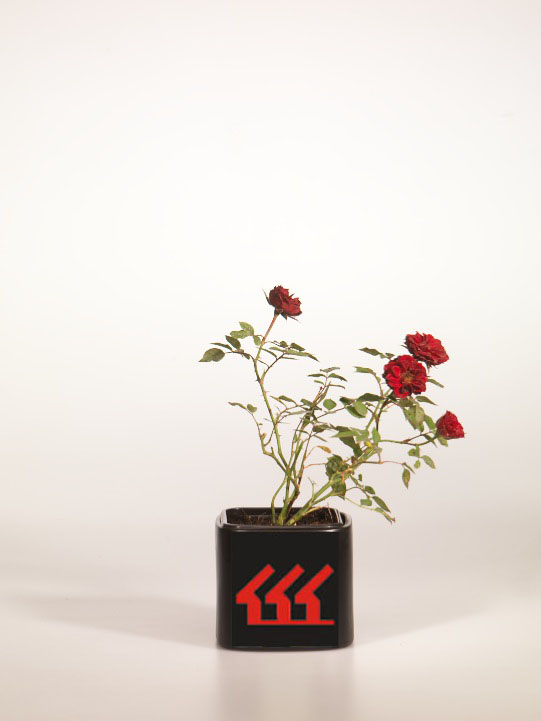 Троянда Троянда