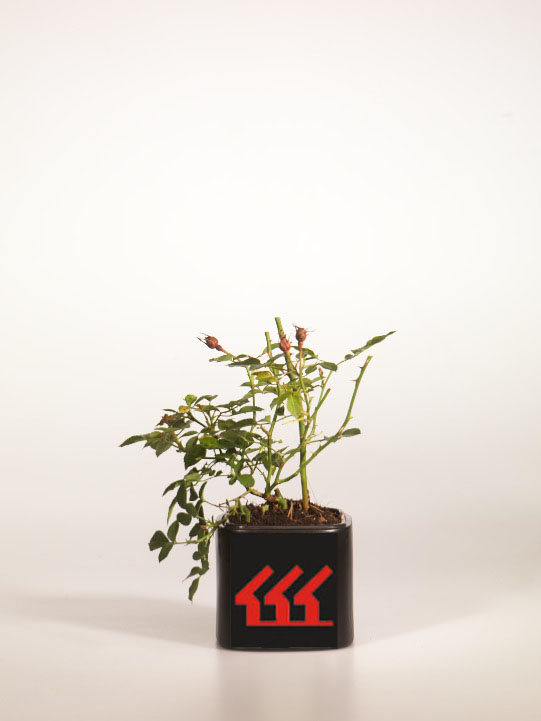 Троянда Троянда