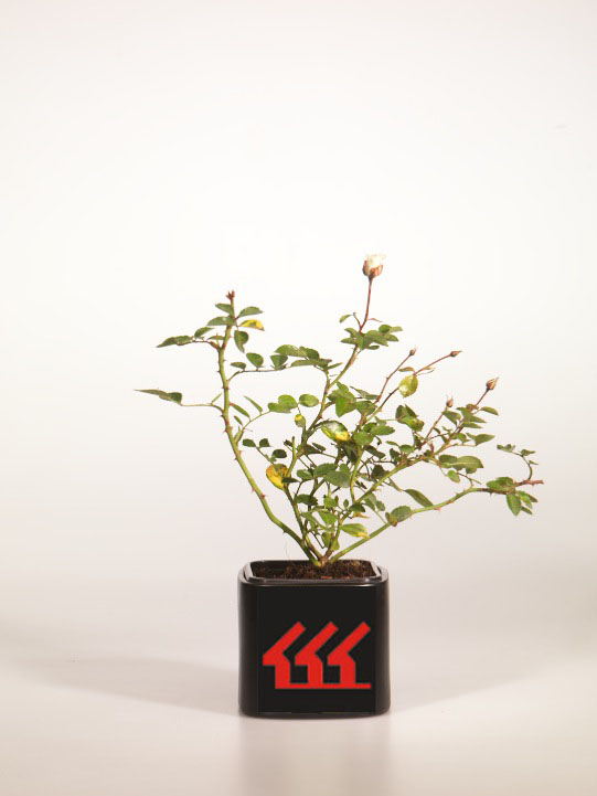 Троянда Троянда