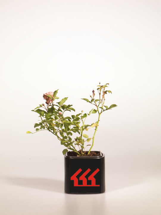 Троянда Троянда