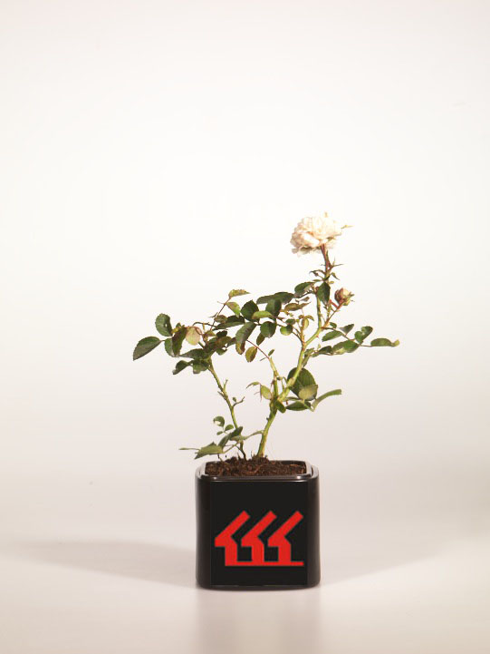 Троянда Троянда