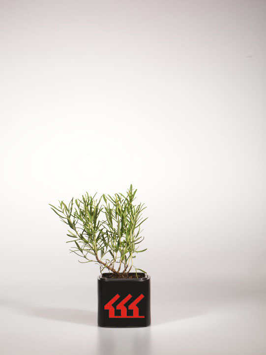 Розмарин Лікарський Розмарин Лікарський