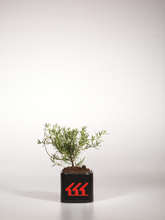 Розмарин Лікарський Розмарин Лікарський