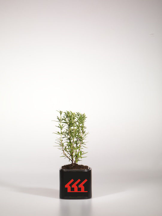 Розмарин Лікарський Розмарин Лікарський