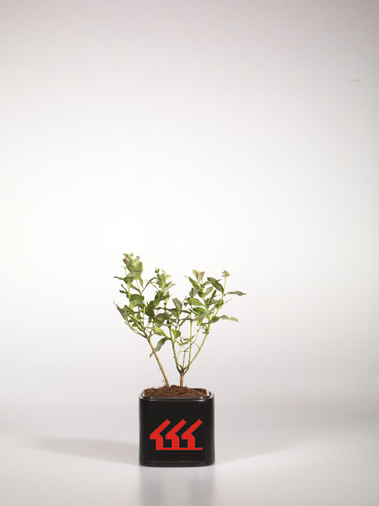 Верба Цельнолистна Верба Цельнолистна