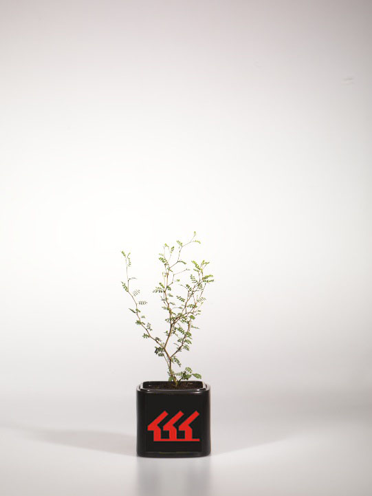 Софора Софора