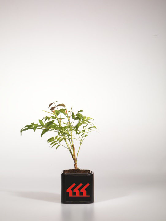 Рябинник Рябинолистний Рябинник Рябинолистний