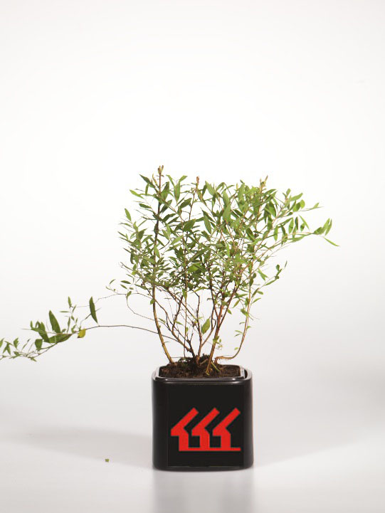 Спірея Ост Трояндазубренна Спірея Ост Трояндазубренна