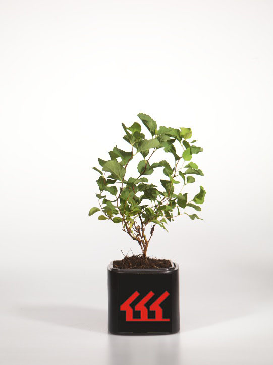 Спірея Березолистна Спірея Березолистна