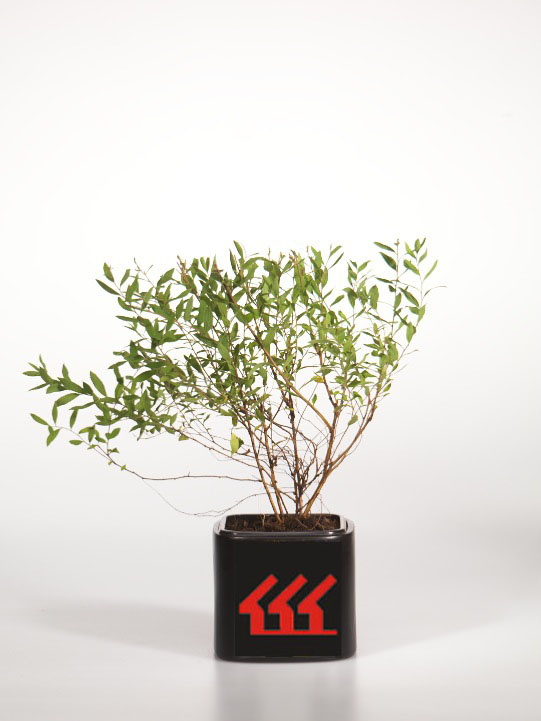 Спірея Сіра Спірея Сіра