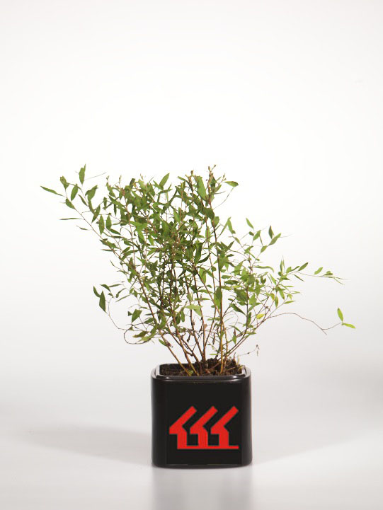 Спірея Сіра Спірея Сіра