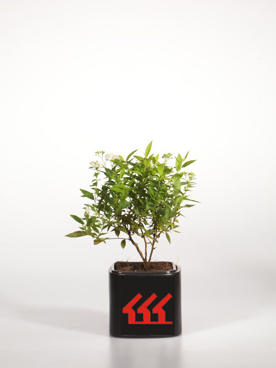 Спірея японська Спірея японська