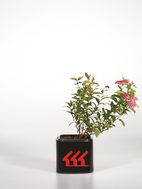 Спірея японська Спірея японська