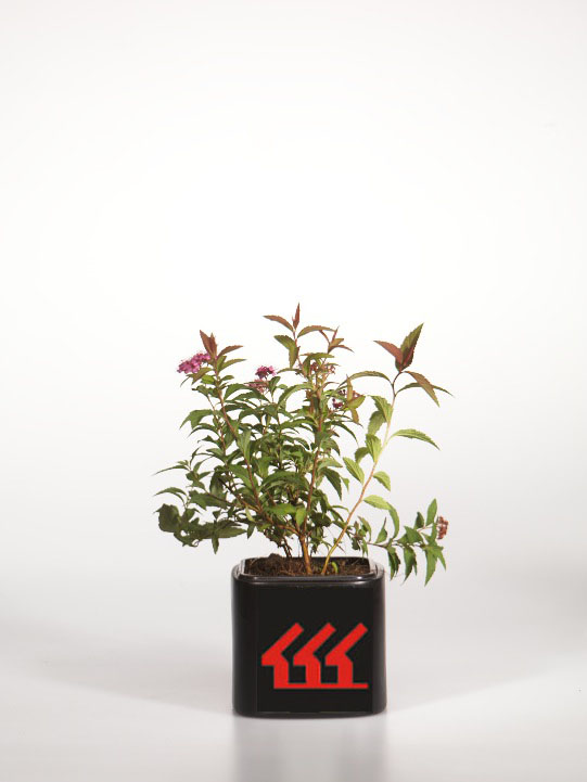 Спірея японська Спірея японська