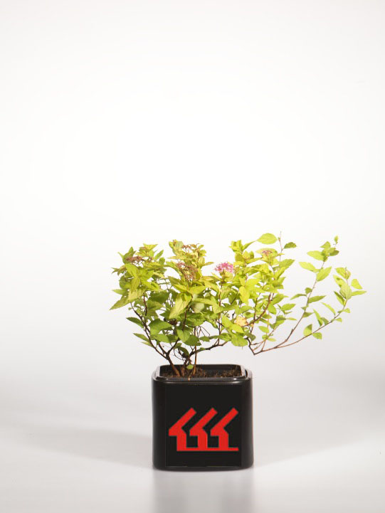 Спірея японська Спірея японська