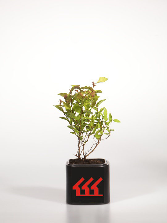 Спірея японська Спірея японська