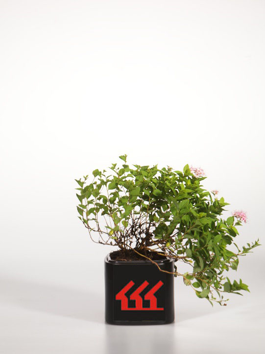 Спірея японська Спірея японська