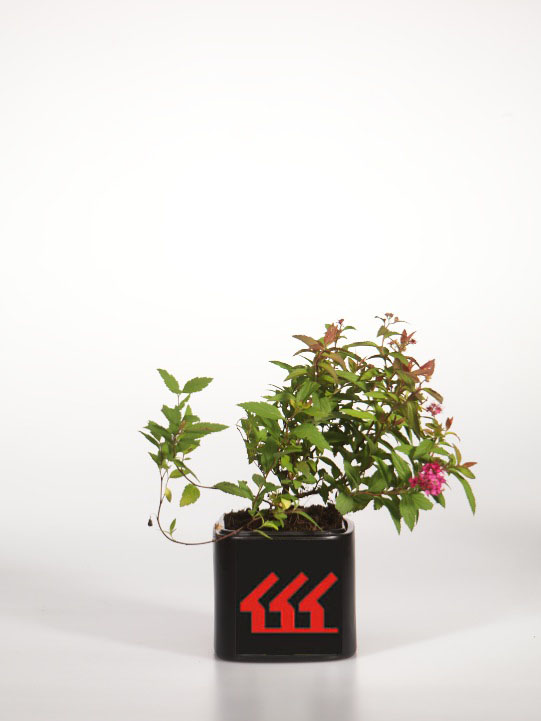 Спірея японська Спірея японська