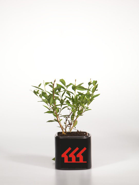 Спірея японська Спірея японська