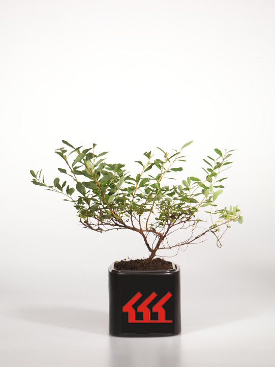 Спірея Ниппонська Спірея Ниппонська